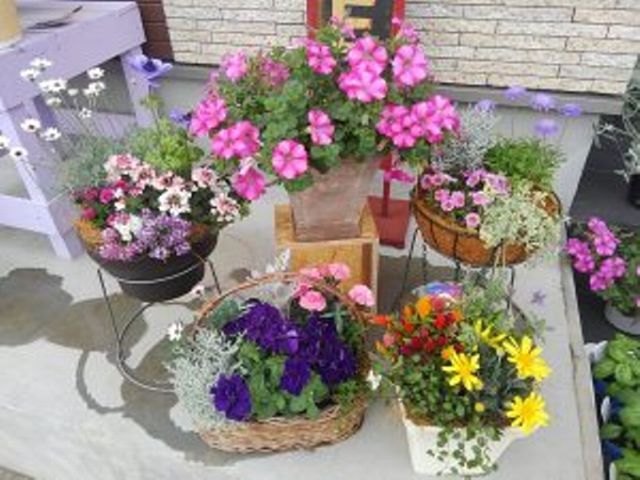浦和美園の花屋 フラワーショップ オリオン 観葉植物レンタルとフラワーギフトができます Urawa Misono Net 浦和美園ブログ